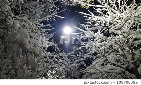 積雪覆蓋的樹木 積雪覆蓋的樹木 109700389