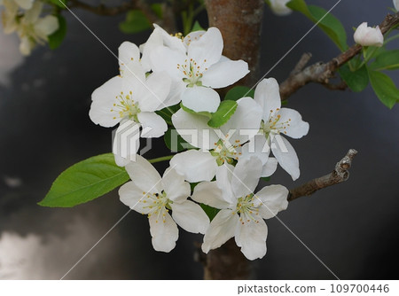 公主蘋果花20220405 公主蘋果花20220405 109700446