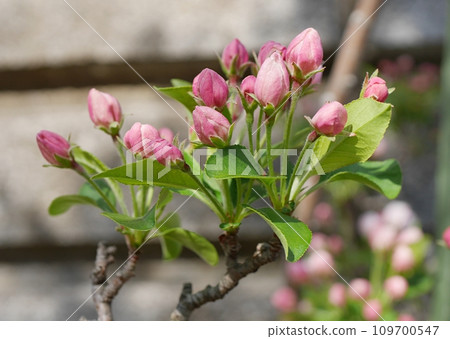 Princess apple buds 20220401 Princess apple buds 20220401 109700547