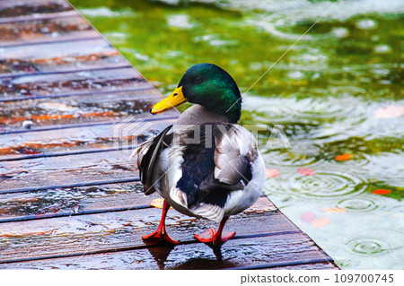 德國，國王湖，湖，野鴨，水鴨，ドイツ、キングレイク、湖、野生のアヒル、ウォーターダック、German 109700745