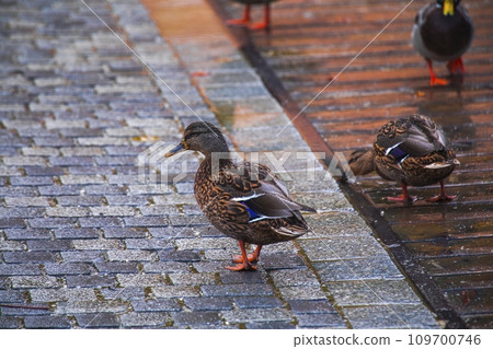德國，國王湖，湖，野鴨，水鴨，ドイツ、キングレイク、湖、野生のアヒル、ウォーターダック、German 109700746