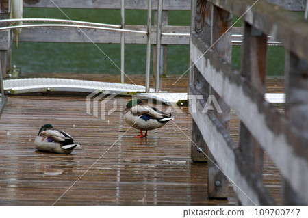 德國，國王湖，湖，野鴨，水鴨，ドイツ、キングレイク、湖、野生のアヒル、ウォーターダック、German 109700747