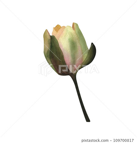 Watercolor light yellow waterlily bud Hand painted botanical illustration Isolated sprout of nenuphar for greeting cards, spa yoga logos,patterns, wedding decor brand style, decor, wedding invitations Watercolor light yellow waterlily bud Hand painted botanical illustration Isolated sprout of nenuphar for greeting cards, spa yoga logos,patterns, wedding decor brand style, decor, wedding invitations 109700817