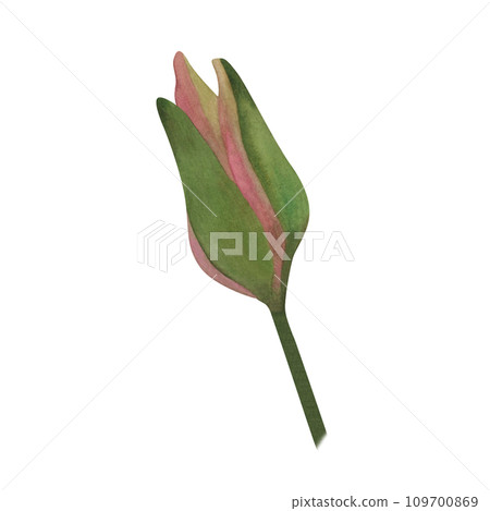 Watercolor light yellow waterlily bud Hand painted botanical illustration Isolated sprout of nenuphar for greeting cards, spa yoga logos,patterns, wedding decor brand style, decor, wedding invitations Watercolor light yellow waterlily bud Hand painted botanical illustration Isolated sprout of nenuphar for greeting cards, spa yoga logos,patterns, wedding decor brand style, decor, wedding invitations 109700869