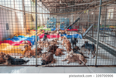 Lonely sad abandoned stray dogs behind the fence at animal shelter. Best human's friends waiting for a forever home. Animal rescue concept Lonely sad abandoned stray dogs behind the fence at animal shelter. Best human's friends waiting for a forever home. Animal rescue concept 109700906