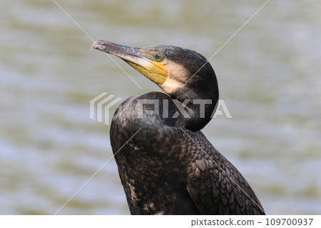 Cormorant river cormorant Cormorant river cormorant 109700937