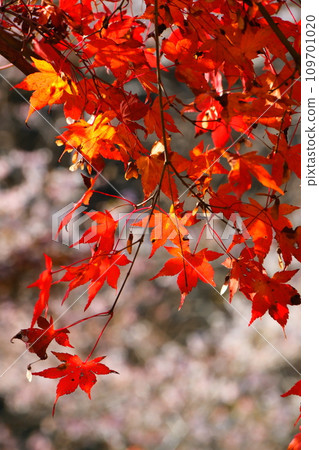 豐田市大原的四季櫻花和彩葉 豐田市大原的四季櫻花和彩葉 109701020