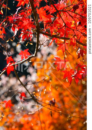 Four seasons of cherry blossoms and colored leaves in Ohara, Toyota City 109701021