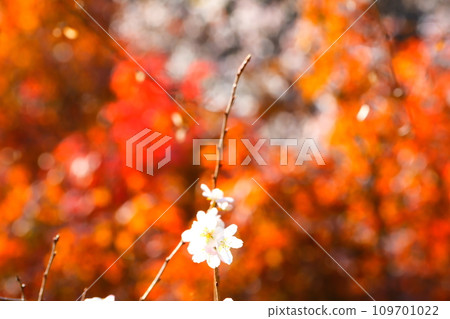 Four seasons of cherry blossoms and colored leaves in Ohara, Toyota City 109701022