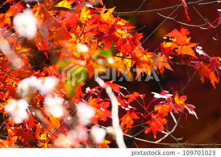 Four seasons of cherry blossoms and colored leaves in Ohara, Toyota City Four seasons of cherry blossoms and colored leaves in Ohara, Toyota City 109701023