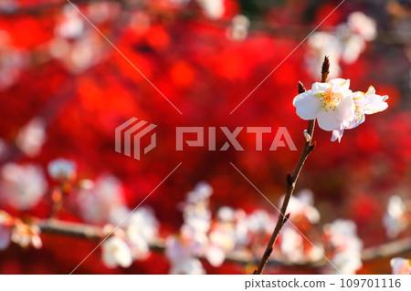 豐田市大原的四季櫻花和彩葉 豐田市大原的四季櫻花和彩葉 109701116