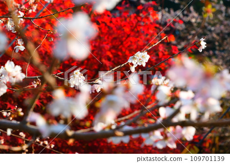 豐田市大原的四季櫻花和彩葉 109701139