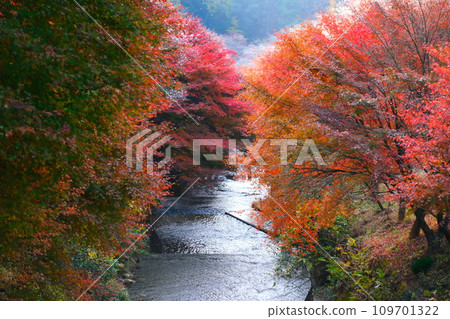 Four seasons of cherry blossoms and colored leaves in Ohara, Toyota City 109701322