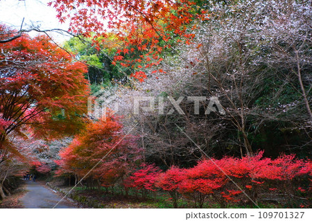 Four seasons of cherry blossoms and colored leaves in Ohara, Toyota City 109701327