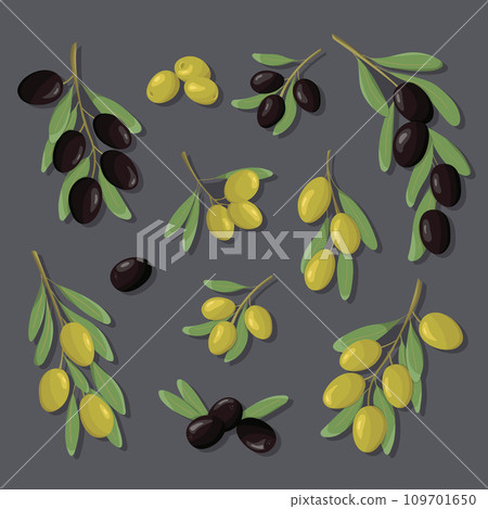 Black and green olive branches set. Color set olives with leaves in cartoon and flat simple style. Design for olive fruit products, oil, health care products, packaging design. Black and green olive branches set. Color set olives with leaves in cartoon and flat simple style. Design for olive fruit products, oil, health care products, packaging design. 109701650