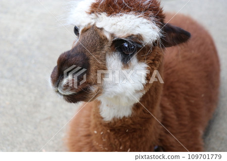 Aso Cuddly Dominion, 熊本 109701779