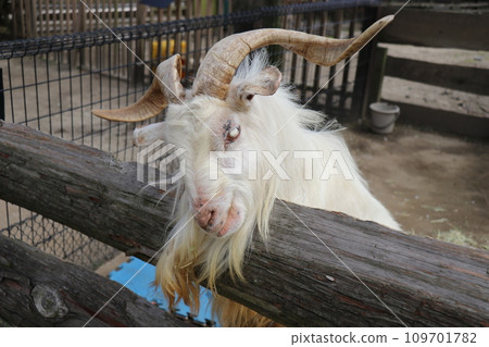 Aso Cuddly Dominion, 熊本 Aso Cuddly Dominion, 熊本 109701782