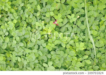 Green leaves background. Green leaves texture. Green leaf texture background 109701824
