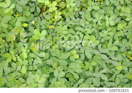 Green leaves background. Green leaves texture. Green leaf texture background Green leaves background. Green leaves texture. Green leaf texture background 109701825