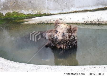 Aso Cuddly Dominion, Kumamoto Aso Cuddly Dominion, Kumamoto 109701831