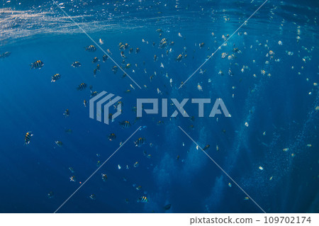 Underwater marine life with a lot of fishes in blue ocean Underwater marine life with a lot of fishes in blue ocean 109702174