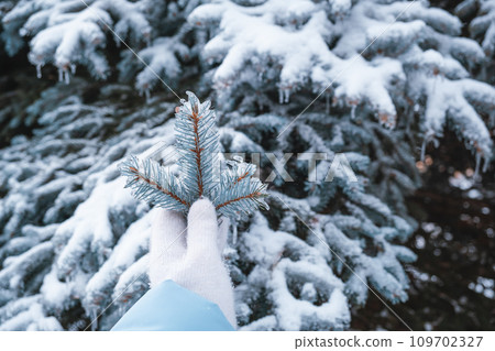 woman hands in gloves holding frozen christmas tree branch 109702327