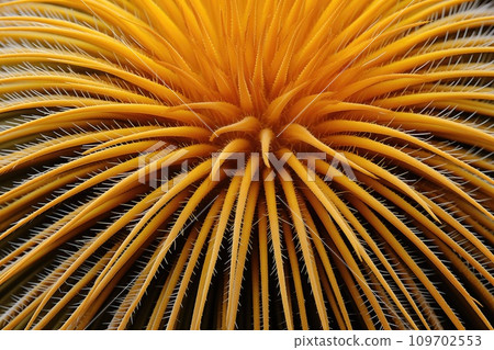 Macro shot of cactus spines Macro shot of cactus spines 109702553