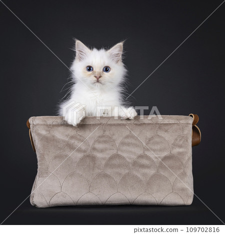 Sacred Birman cat kitten on black background Sacred Birman cat kitten on black background 109702816