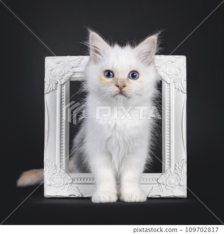 Sacred Birman cat kitten on black background Sacred Birman cat kitten on black background 109702817