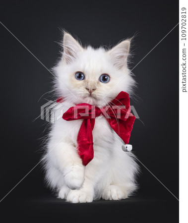 Sacred Birman cat kitten on black background 109702819