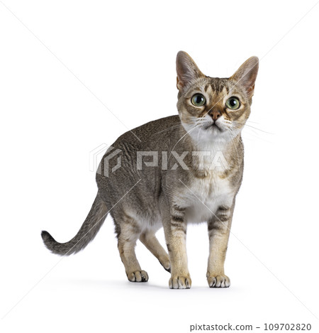 Singapura cat on white Singapura cat on white 109702820