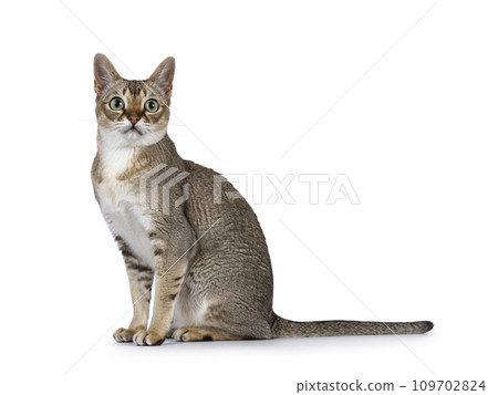 Singapura cat on white 109702824