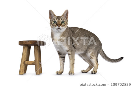 Singapura cat on white 109702829