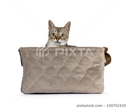 Singapura cat on white 109702830