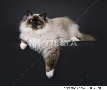 Sacred Birman cat on black 109702833