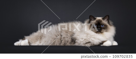 Sacred Birman cat on black Sacred Birman cat on black 109702835