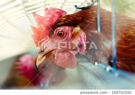 Chickens in the henhouse. 109702892