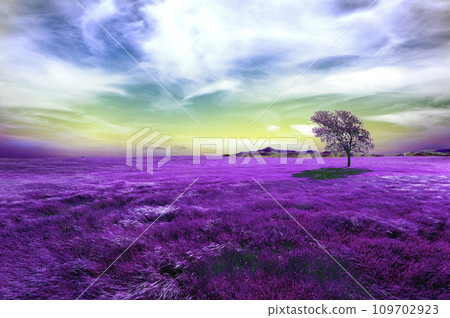 Tree between the fields. Tree between the fields. 109702923