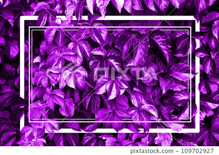Violet background image, autumn leaves colors Violet background image, autumn leaves colors 109702927