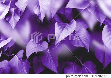 Violet background image, autumn leaves colors 109702933