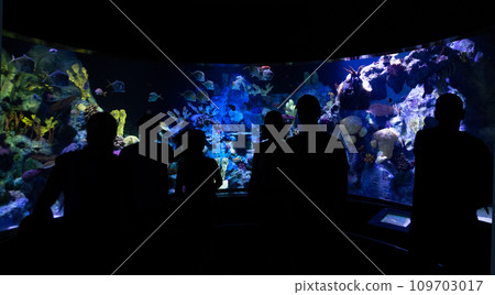 Entertainment and leisure at the aquarium. 109703017