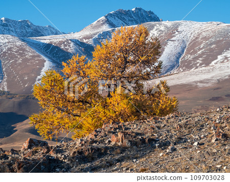 Gold larch tree on an sunny autumn mountain slope under a blue sky. Color of the autumn in a valley. Bright autumn contrasts. 109703028