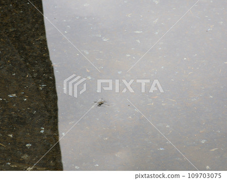 Garden of Philosophy, water strider gliding on the water surface, Matsugaoka, Nakano-ku, Tokyo 109703075