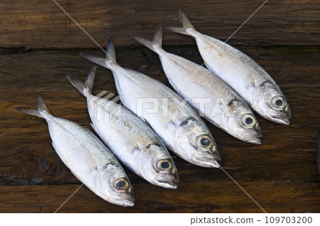Freshly caught fish on the shelf. Street market in Sri Lanka. Freshly caught fish on the shelf. Street market in Sri Lanka. 109703200