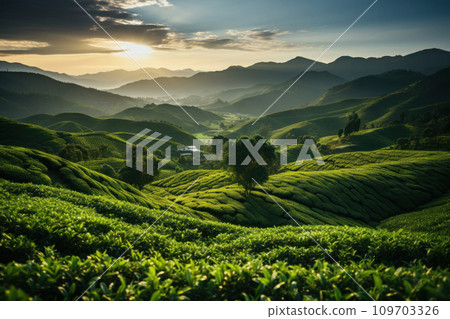 Plantation with green tea leaves. Generative AI 109703326