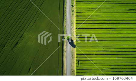 Aerial farm view of two agricultural fields divided by straight rural road. Rural infrastructure and sustainable crop production concept Aerial farm view of two agricultural fields divided by straight rural road. Rural infrastructure and sustainable crop production concept 109703404