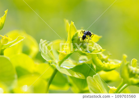 Cypress spurge (Euphorbia cyparissias) - detailed view of the inflorescence and an ant over it. Selective focus. 109703560