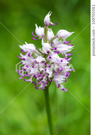 Close up of an Orchis simia, commonly known as the monkey orchid flowering in a spring forest. Selective focus. Close up of an Orchis simia, commonly known as the monkey orchid flowering in a spring forest. Selective focus. 109703561