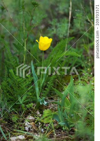 Wild red and yellow tulips blooming in a spring forest. Selective focus.Vertical orientation. 109703571