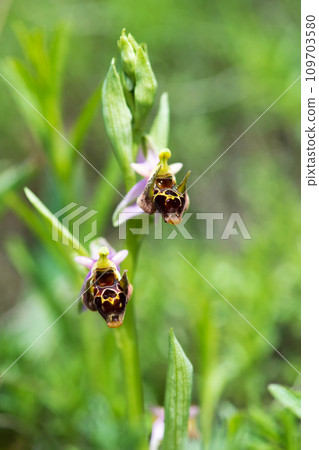 Close up of a flower of a woodcock bee orchid or woodcock orchid ( Ophrys scolopax ). Selective focus 109703580